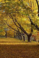 Fall Foliage Along Odiorne Park on New Hampshire Seacoast